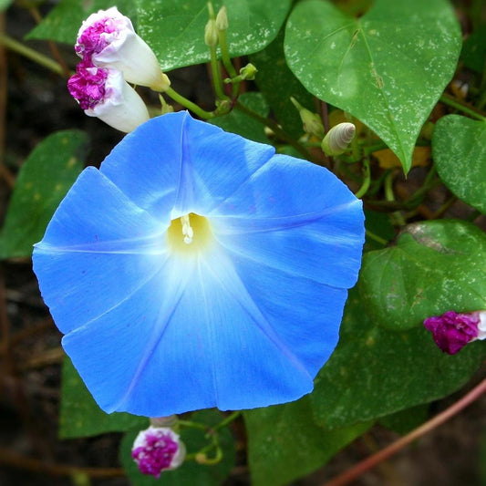 The Blue Of – Garden Flower Seeds