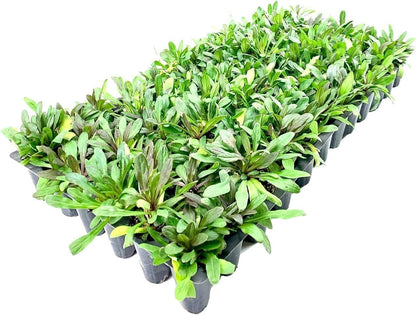 Ajuga Reptans ‘Chocolate Chip’ Ground Cover Seeds for Planting – Heirloom, Non-GMO, Low Maintenance, Perennial, Lawn Alternative