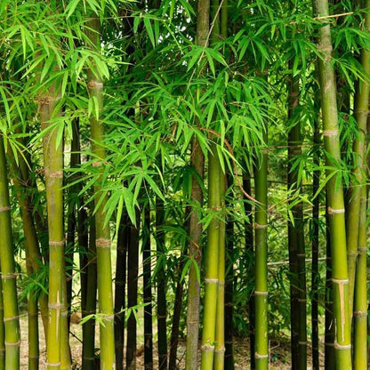 Purple Bamboo Seeds – Hardy Flower Seeds
