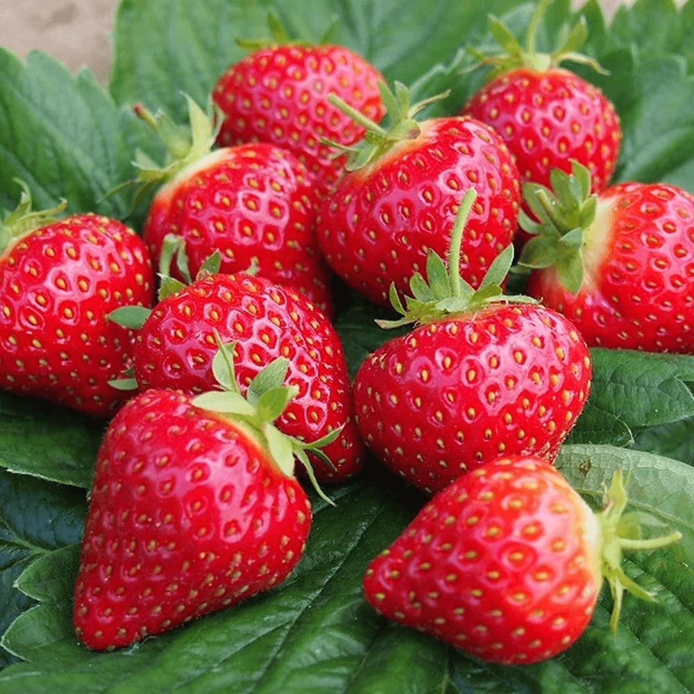 Sweet Charlie Strawberry Seeds – Heirloom, Non-GMO, Early-Bearing, Sweet Red Variety