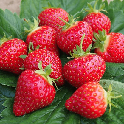 Sweet Charlie Strawberry Seeds – Heirloom, Non-GMO, Early-Bearing, Sweet Red Variety