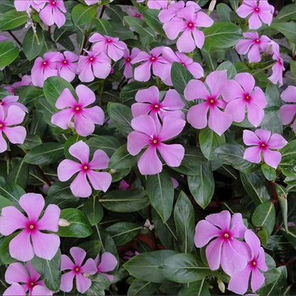 Periwinkle Dwarf Pink Little Delicata Catharanthus Roseus Compact Flower Garden Seeds