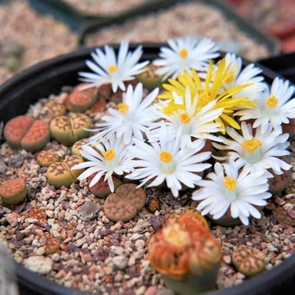 Rare Lithops Mix – Mixed Flower Seeds