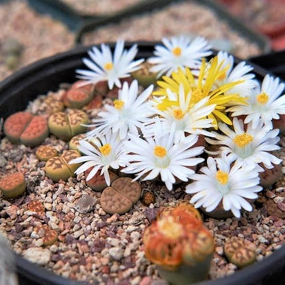 Rare Lithops Mix – Mixed Flower Seeds