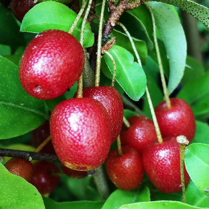 Sweet Scarlet Berry Seeds – Heirloom, Non-GMO, Hardy Fruit-Bearing Variety