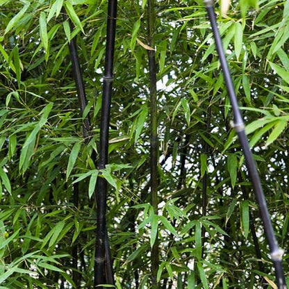 Purple Bamboo Seeds – Hardy Flower Seeds