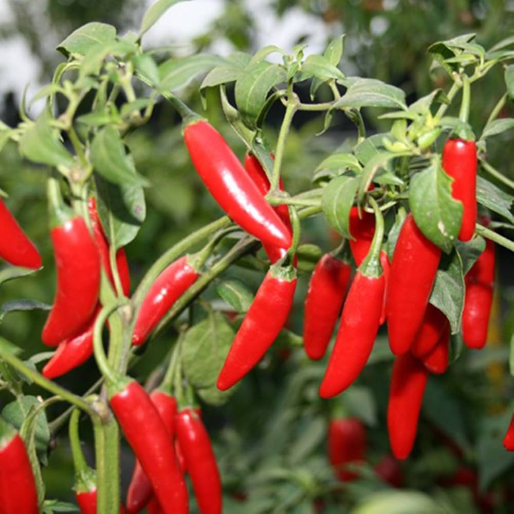 Serrano Chili – Hot Vegetable Garden Seeds