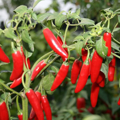 Serrano Chili – Hot Vegetable Garden Seeds