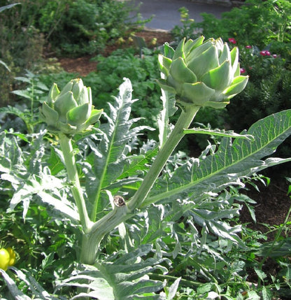 Artichoke Seeds Green – Garden Flower Seeds