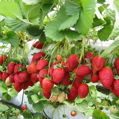 Strawberry Streaks Japanese Garden Fruit Seeds