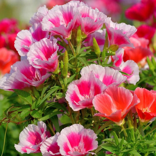 Clarkia Wildflower – Colorful Perennial Flower Seeds