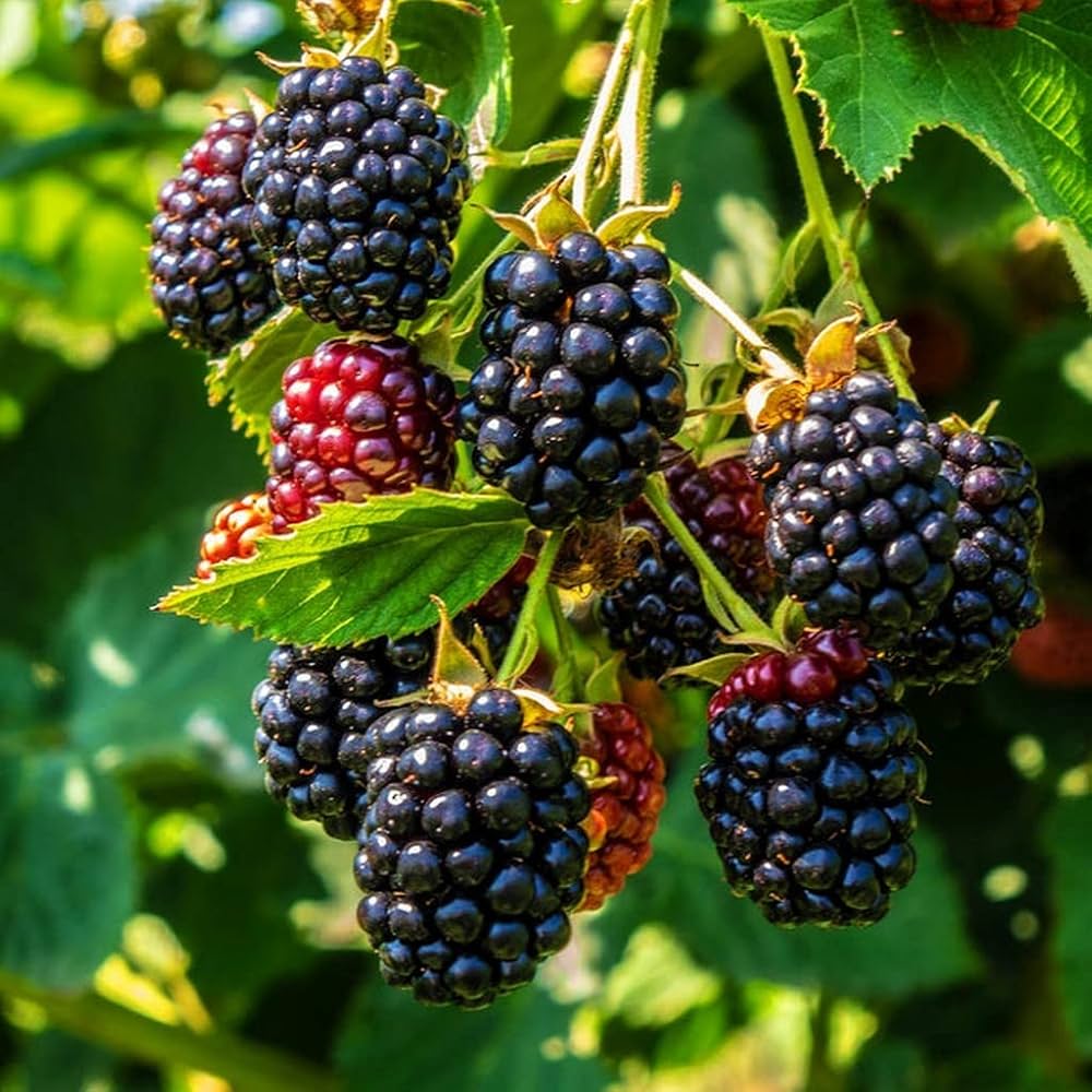 Wild Blackberry Rubus Fruticosus – Fruit Garden Seeds