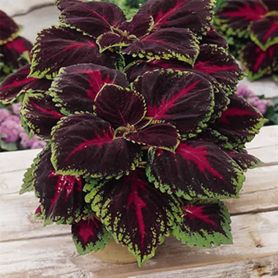Coleus Solenostemon Scutellarioides – Kong Red Garden Seeds