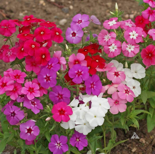 Mixed Annual Phlox – Colorful Wildflower Seeds