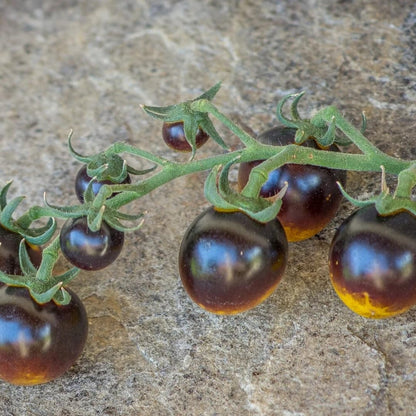 Bosque Bumblebee Tomato – Heirloom Vegetable Garden Seeds