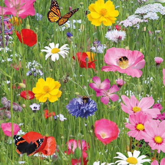 Wild Meadow Flower Mix Seeds – Heirloom, Non-GMO, Annual and Perennial Blend for Planting