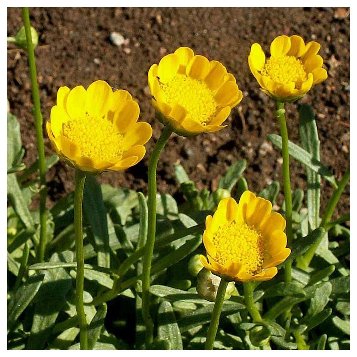 Yellow Daisy – Hardy Wildflower Garden Seeds