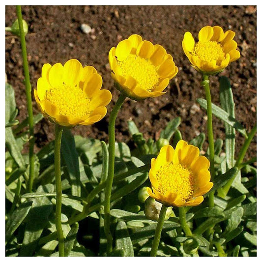 Yellow Daisy – Hardy Wildflower Garden Seeds