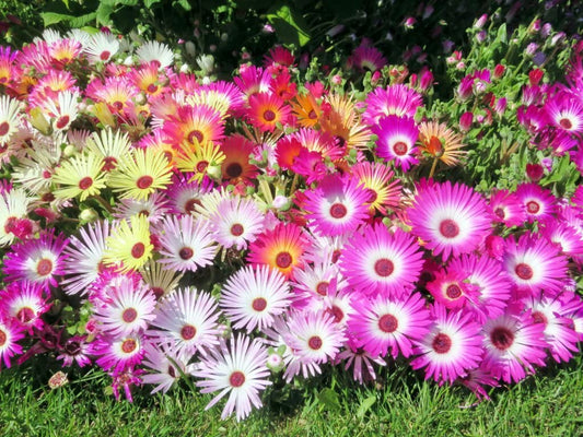Livingston Daisy Ice – Colorful, Mixed Flower Seeds