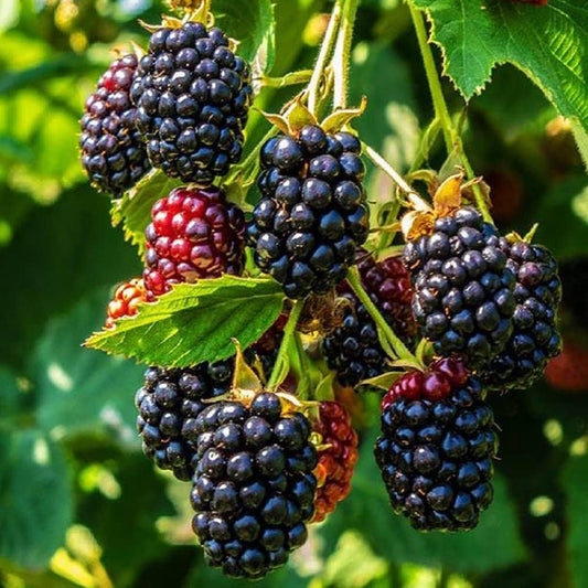 Pleated Blackberry Aquilegia – Perennial Fruit Seeds