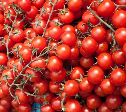 Large Cherry Tomato – Garden Vegetable Seeds
