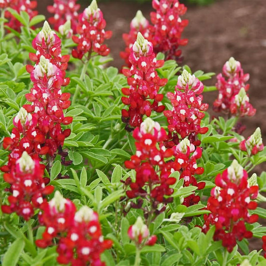 Texas Bluebonnet Lupinus Texensis – Maroon Red Flower Seeds
