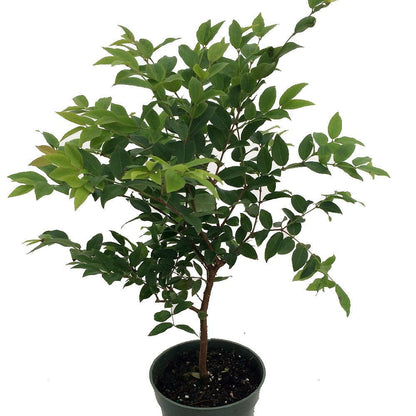 Jaboticaba (Plinia cauliflora) Bonsai Tree Seeds for Planting – Heirloom, Non-GMO, Purple Fruit Variety, Easy to Grow