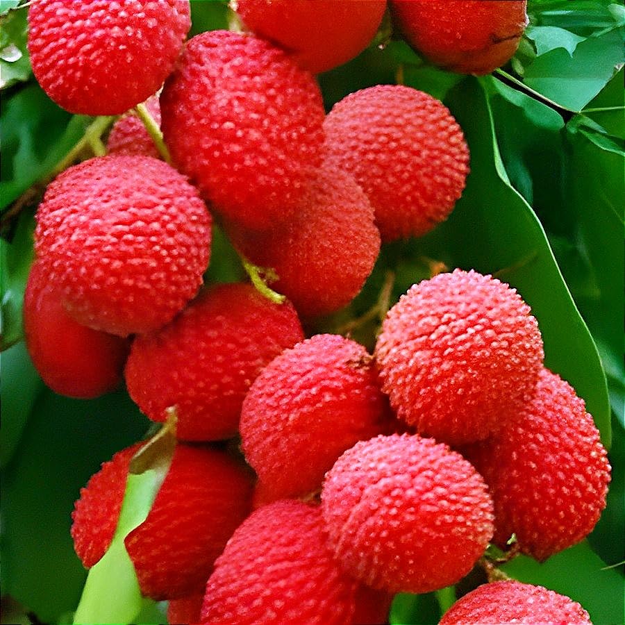 Emperor Lychee Seeds for Planting – Heirloom, Non-GMO, Litchi chinensis, Easy to Grow