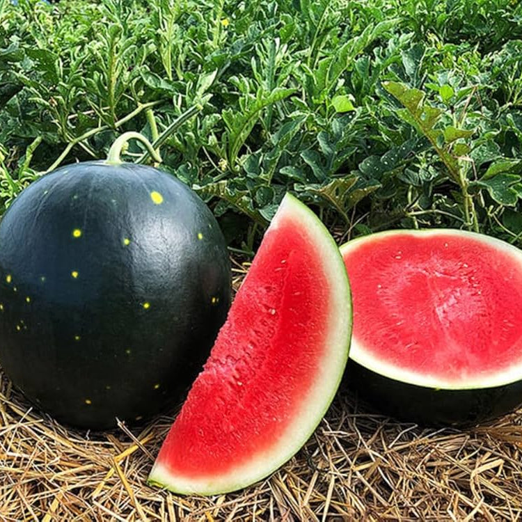 Black Diamond Watermelon Seeds – Heirloom, Non-GMO, Large Dark-Green Variety for Planting