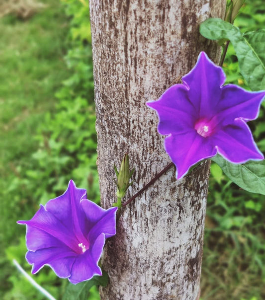 Blue Picotee Blast – Garden Flower Seeds