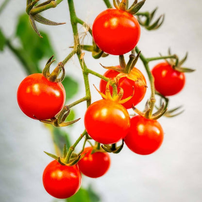 Cherry Tomato Lycopersicon – Vegetable Garden Seeds