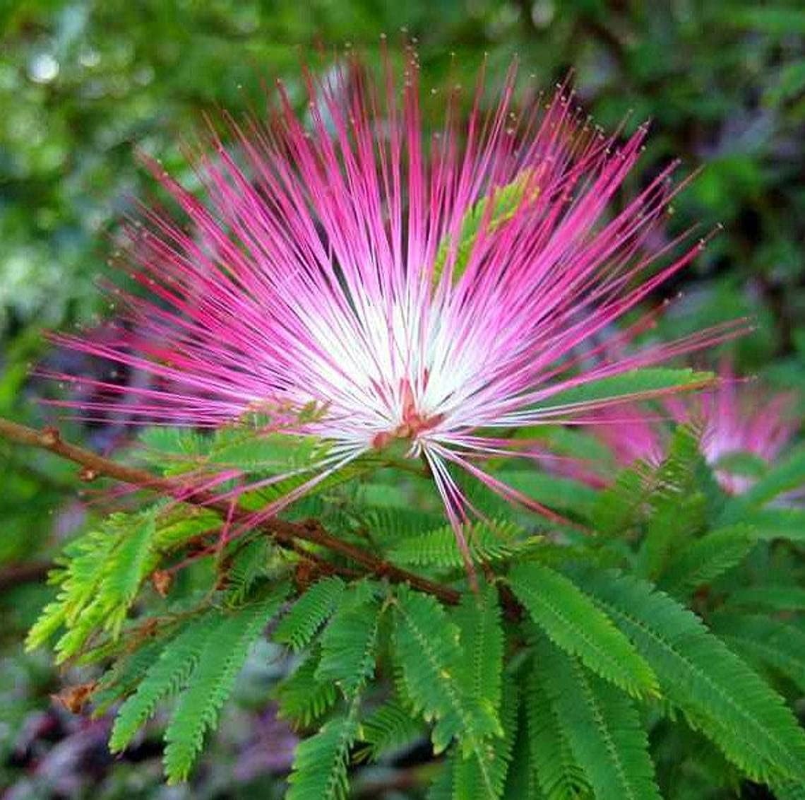 Calliandra Eriophylla Pink Seeds - Fairy Duster Flower - Drought-Tolerant Ornamental Shrub