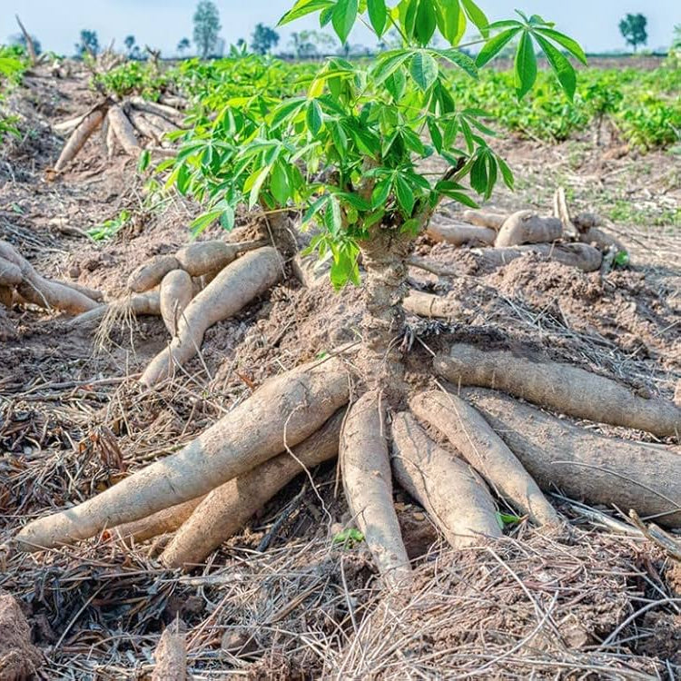 Cassava Plant Seeds Manihot Esculenta High-Yield Root Crop | Tropical Food Plant
