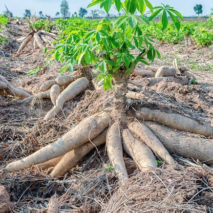 Cassava Plant Seeds Manihot Esculenta High-Yield Root Crop | Tropical Food Plant