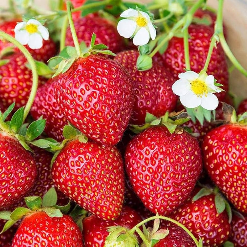 Sweet Charlie Strawberry Seeds – Heirloom, Non-GMO, Early-Bearing, Sweet Red Variety