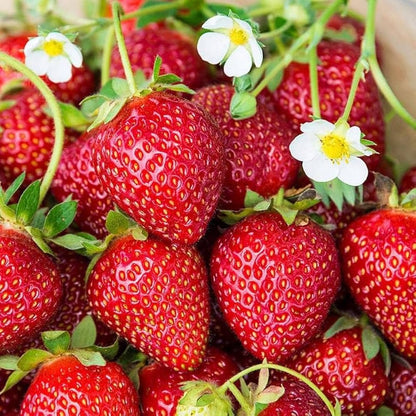 Sweet Charlie Strawberry Seeds – Heirloom, Non-GMO, Early-Bearing, Sweet Red Variety