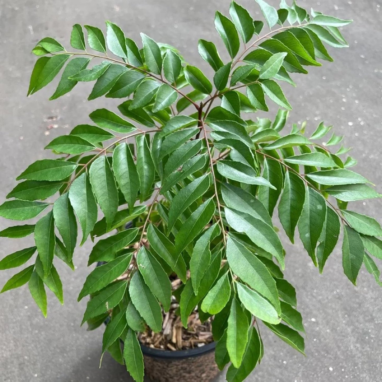 Tall Curry Leaf Plant Seeds – Sri Lankan Ramapatre Type for Home Gardening
