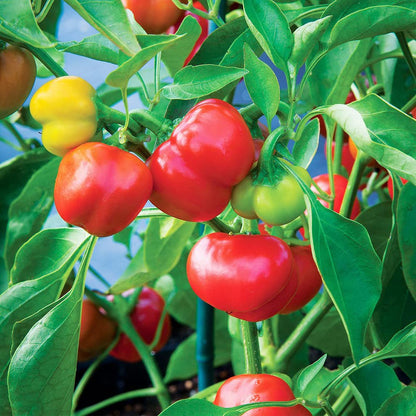 Red Manzano Pepper – Garden Vegetable Seeds