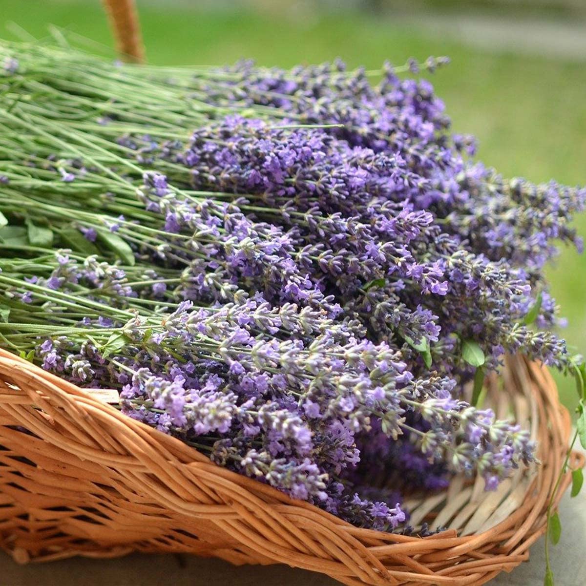English Lavender Lavandula Angustifolia – Fragrant Garden Herb Seeds