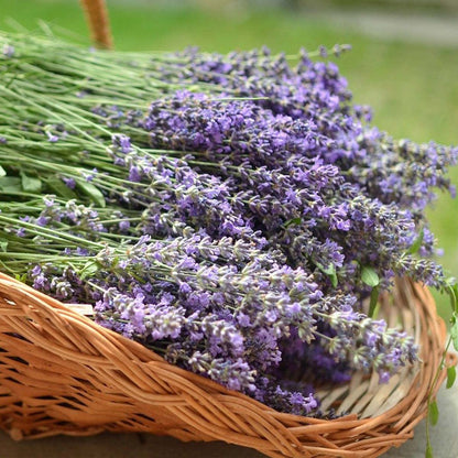 English Lavender Lavandula Angustifolia – Fragrant Garden Herb Seeds