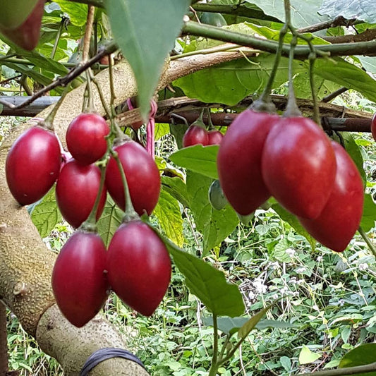 Tomato Tree Seeds For Planting Tamarillo Cyphomandra Betacea – Hardy Fruit Tree Seeds