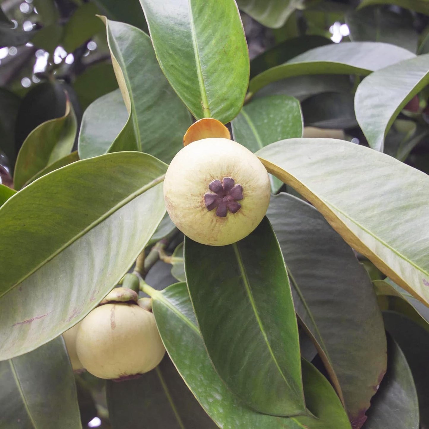 Mangosteen (Garcinia mangostana) Seeds for Planting – Heirloom, Non-GMO, Tropical Tree, Indoor/Outdoor Growing