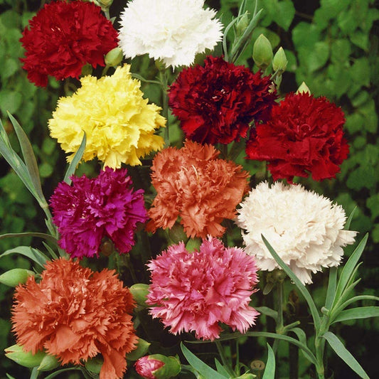 Carnation Chabaud Picotee Mixed Colors Dianthus Caryophyllus – Compact Garden Flower Seeds