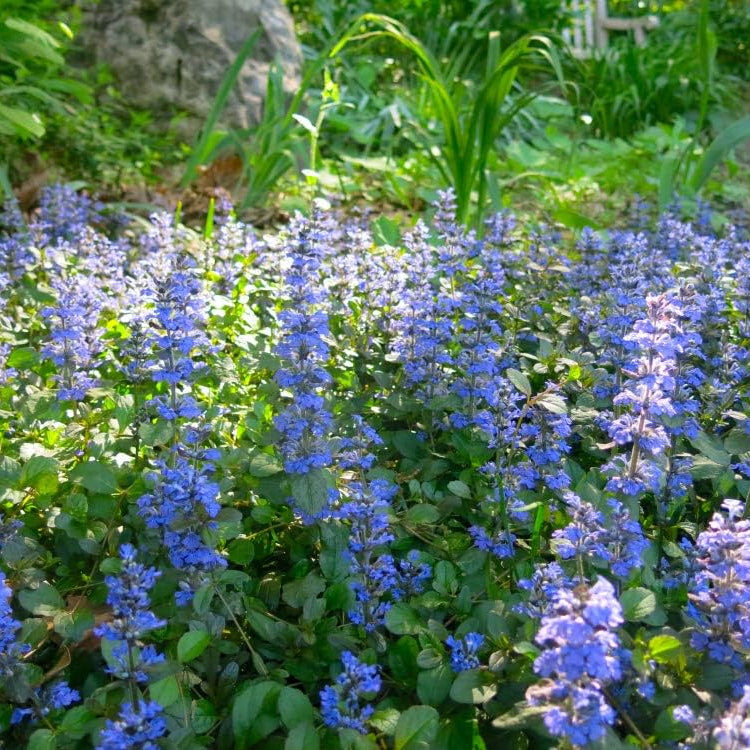 Ajuga Reptans Bugleweed Ground Cover Seeds