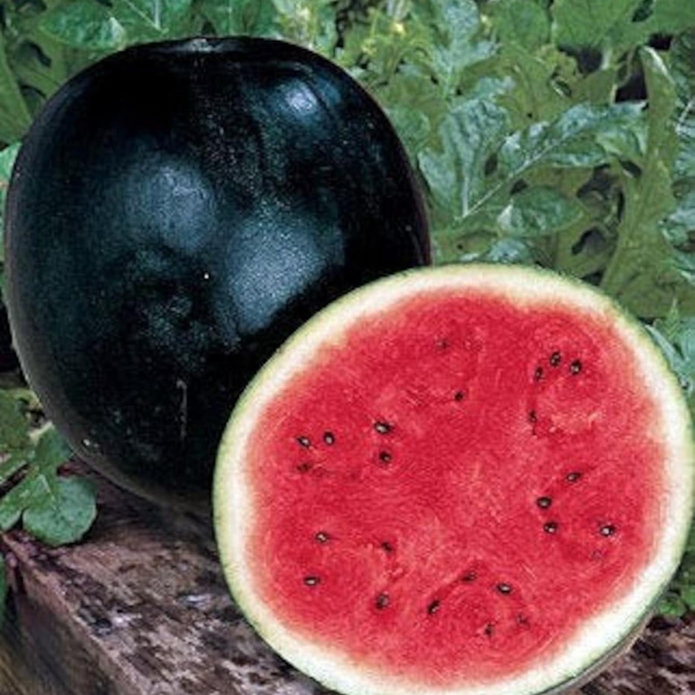 Black Diamond Watermelon Seeds – Heirloom, Non-GMO, Large Dark-Green Variety for Planting