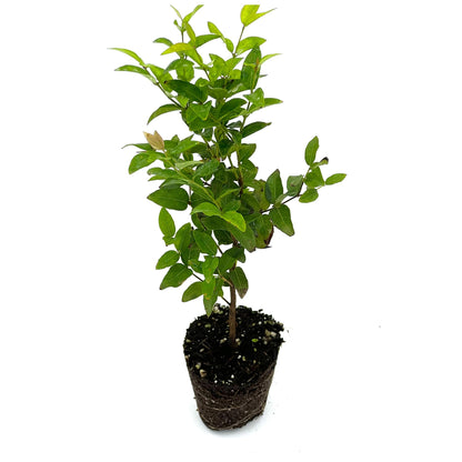 Jaboticaba (Plinia cauliflora) Bonsai Tree Seeds for Planting – Heirloom, Non-GMO, Purple Fruit Variety, Easy to Grow