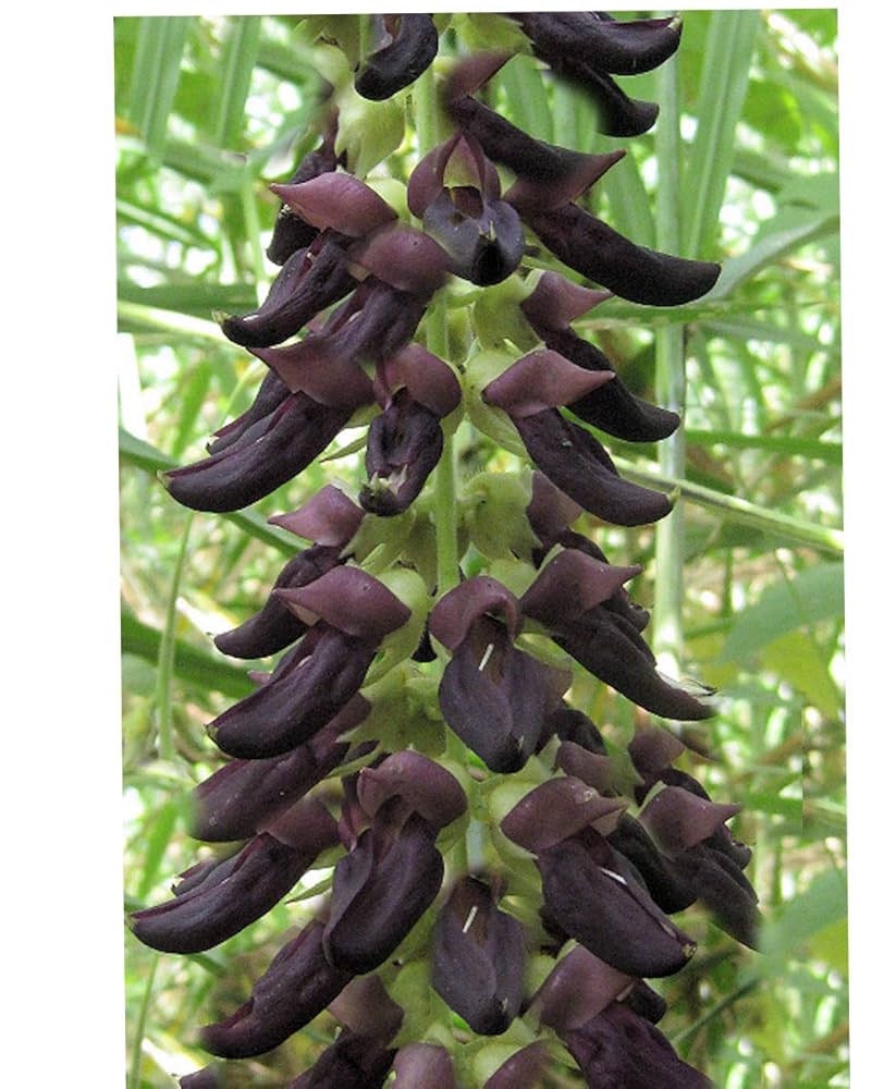 Mucuna Pruriens Vine Seeds Velvet Bean Molted Strain No Itch L Dopa – Garden Vegetable Seeds
