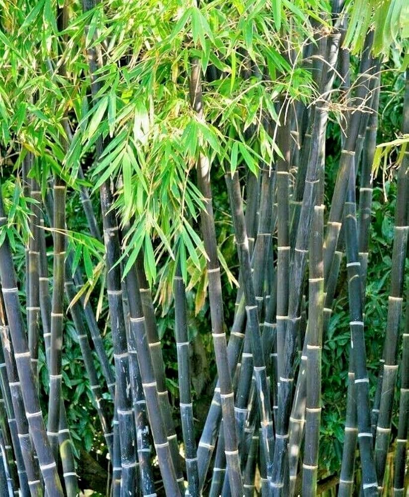 Purple Bamboo Seeds – Hardy Flower Seeds