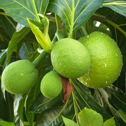 Breadfruit Tree (Artocarpus altilis) Seeds for Planting – Heirloom, Non-GMO, Easy to Grow, Tropical Variety