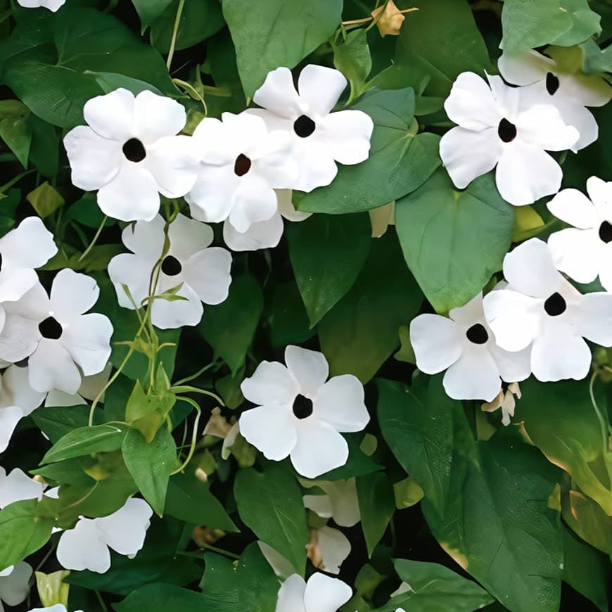 Thunbergia (Black-Eyed Susan Vine) Seeds for Planting – Heirloom, Non-GMO, Fast-Growing, Outdoor Climbing Annual